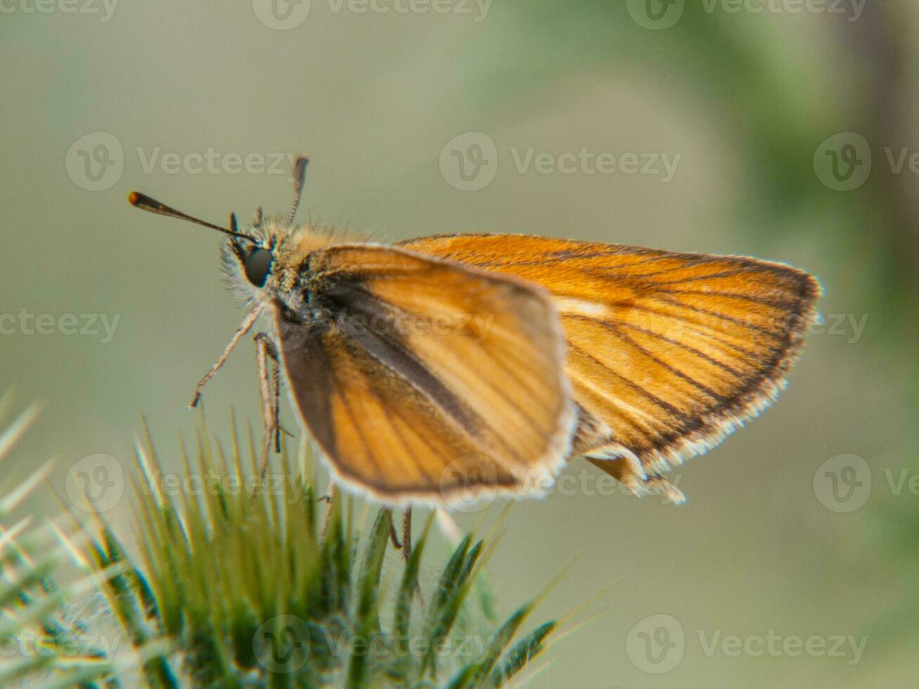 ein klein Orange Schmetterling Sitzung auf ein Pflanze foto