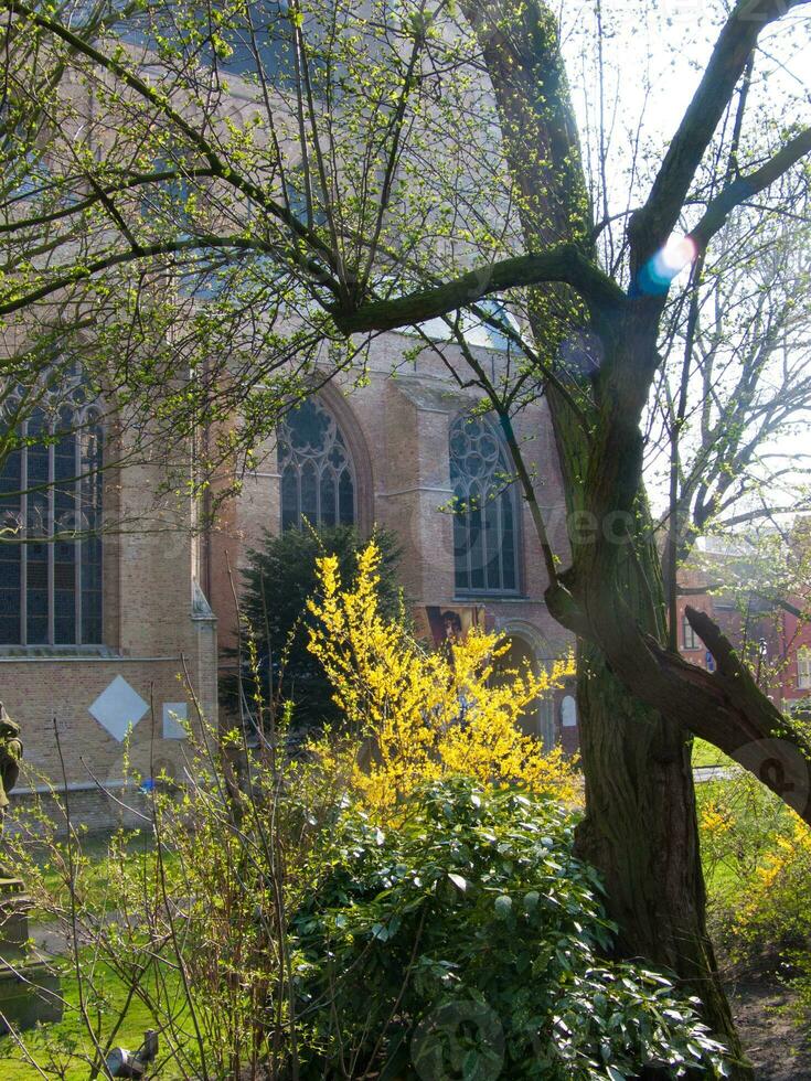 ein Baum mit gelben Blüten foto