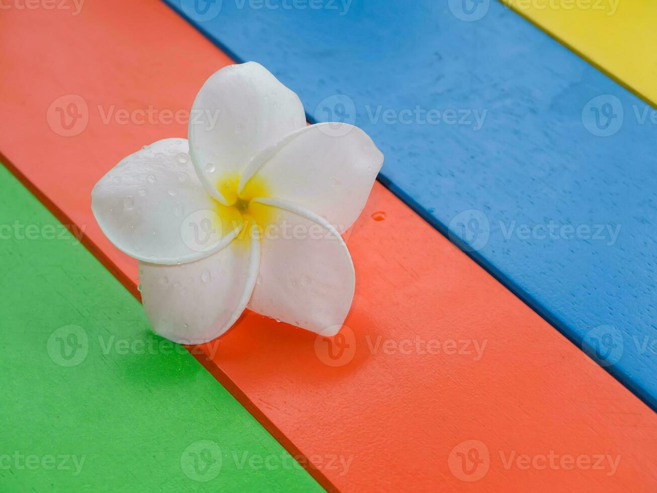 Weiß von Frangipani Blume foto