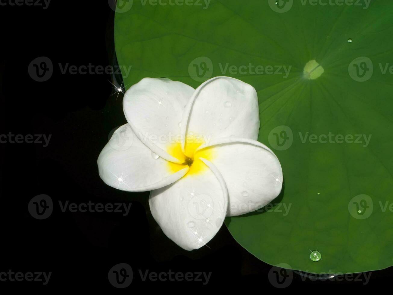 Weiß von Frangipani Blume foto