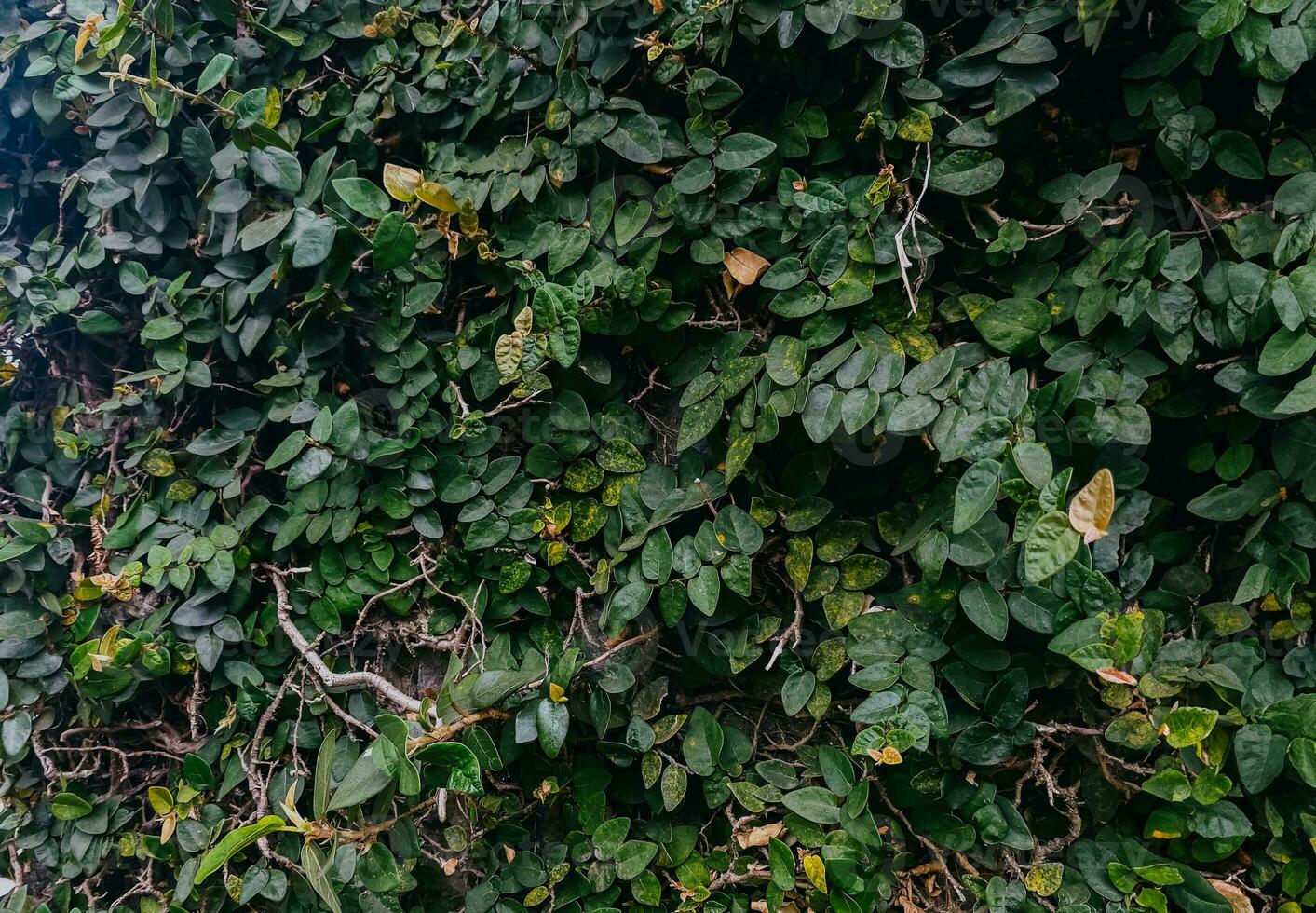 Mauer bedeckt mit Grün Natur Pflanze. schön Garten Landschaft Hintergrund. foto