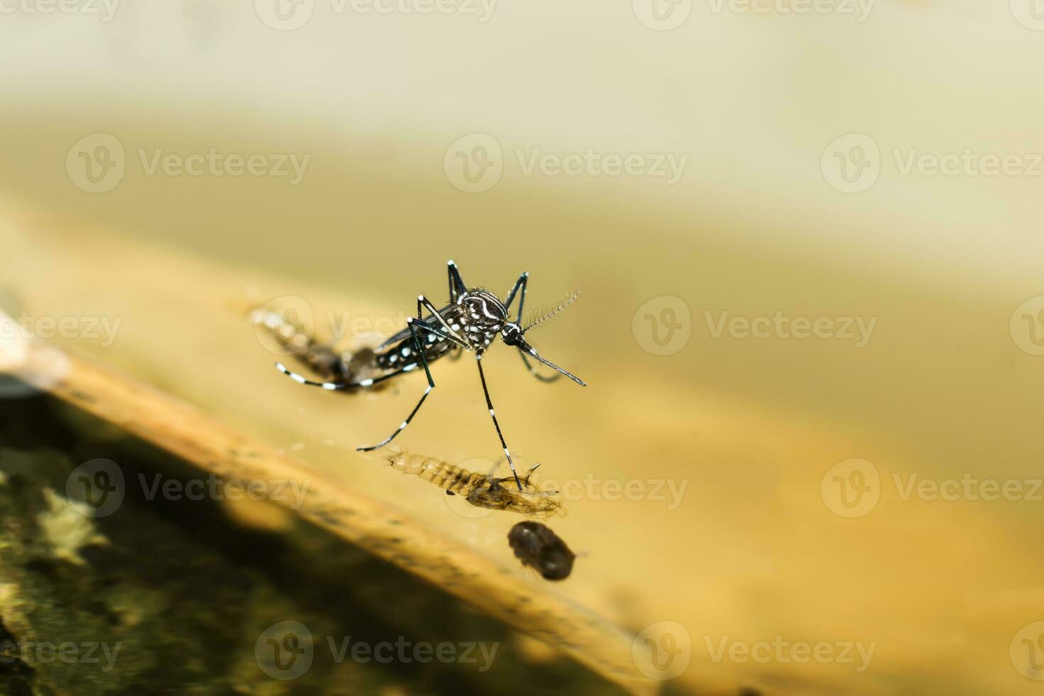 Makro von ein Moskito auf Wasser foto