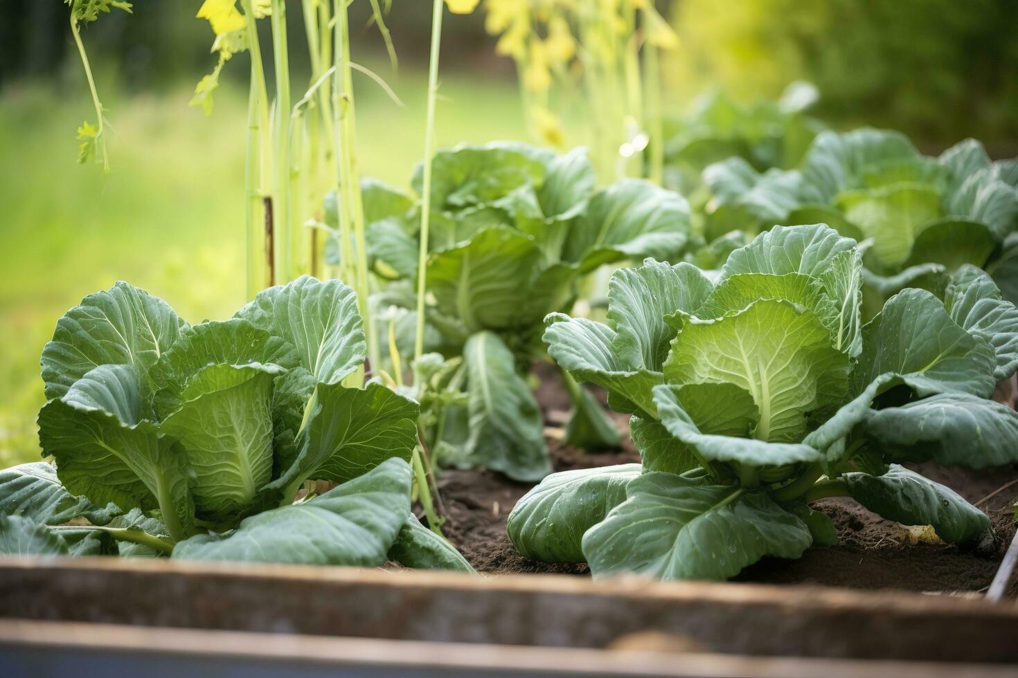 ai generiert frisch organisch Brüssel Sprossen wachsend im das Garten. wachsend besitzen Früchte, Gemüse. ai generiert foto