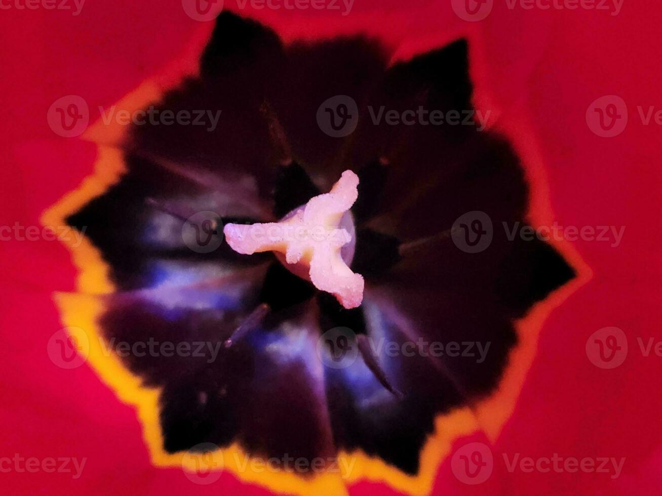 Tulpe Blume. Tulpe Blume schließen hoch. Blumen- Hintergrund zum postc foto