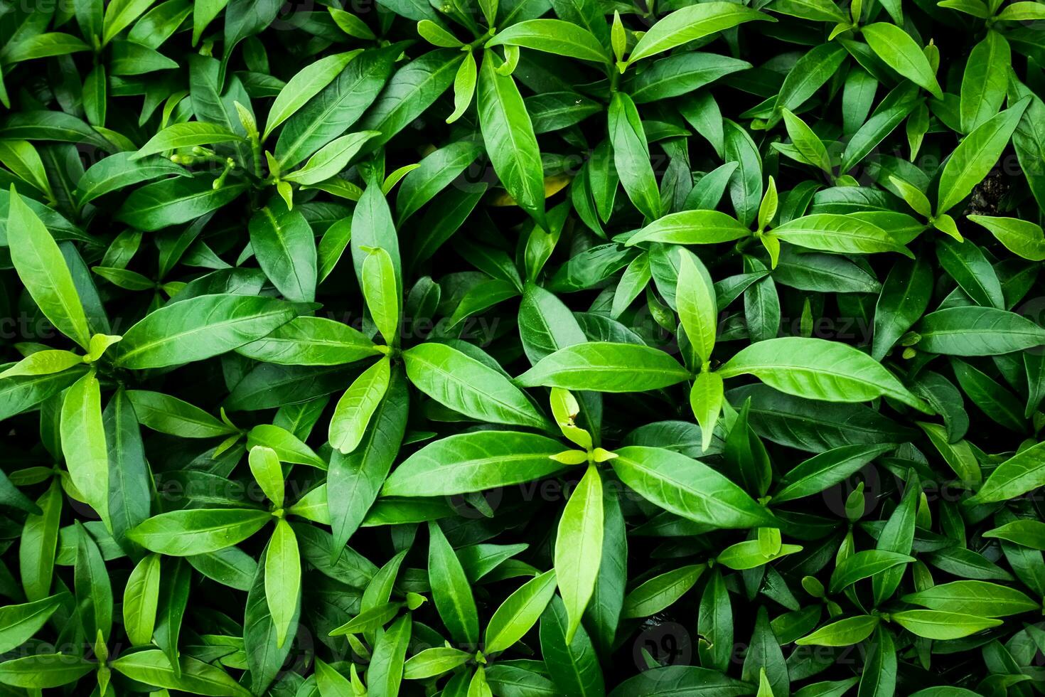 Blatt Natur Hintergrundkonzept. frisches grünes Blatt Hintergrundbild. foto