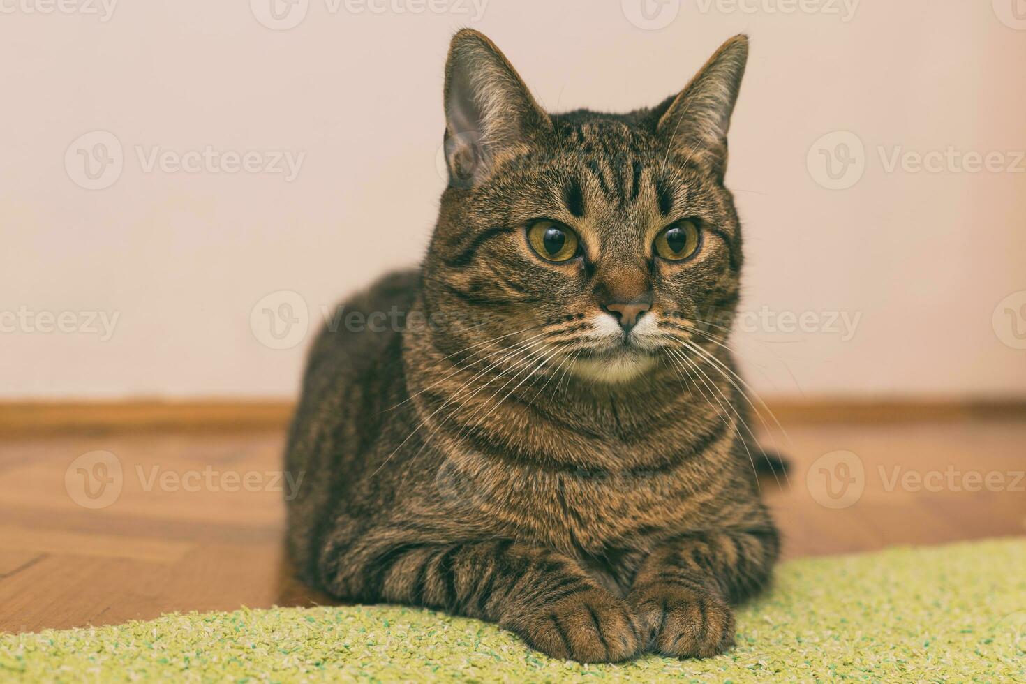 schön Katze ruhen auf das Fußboden beim heim. foto