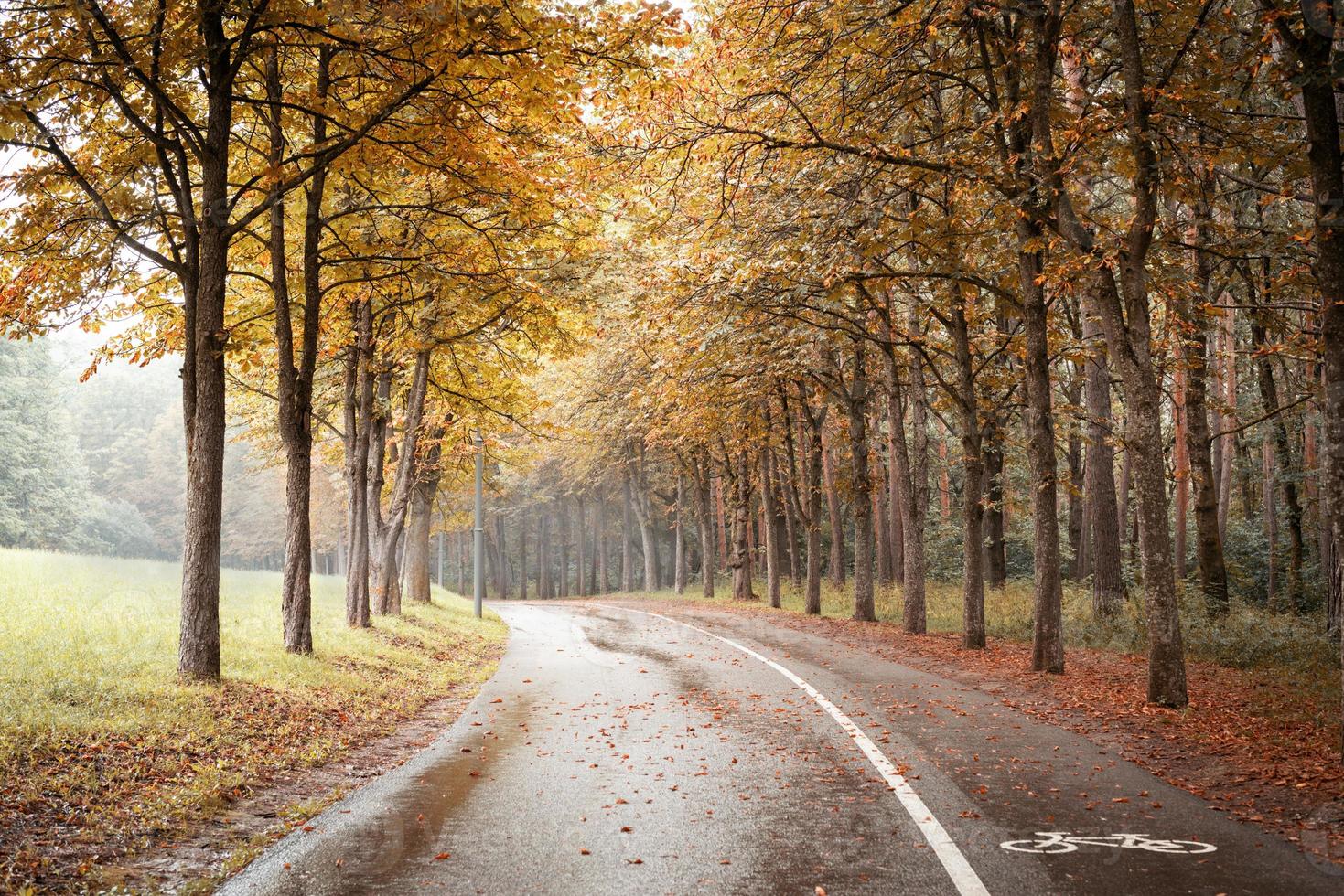 Straße im Herbstwald foto