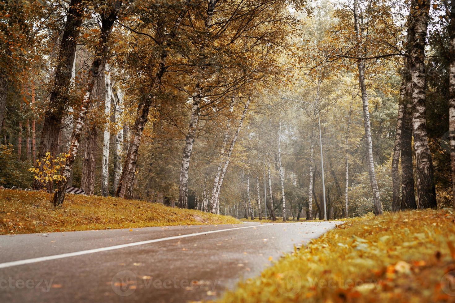 Straße im Herbstwald foto