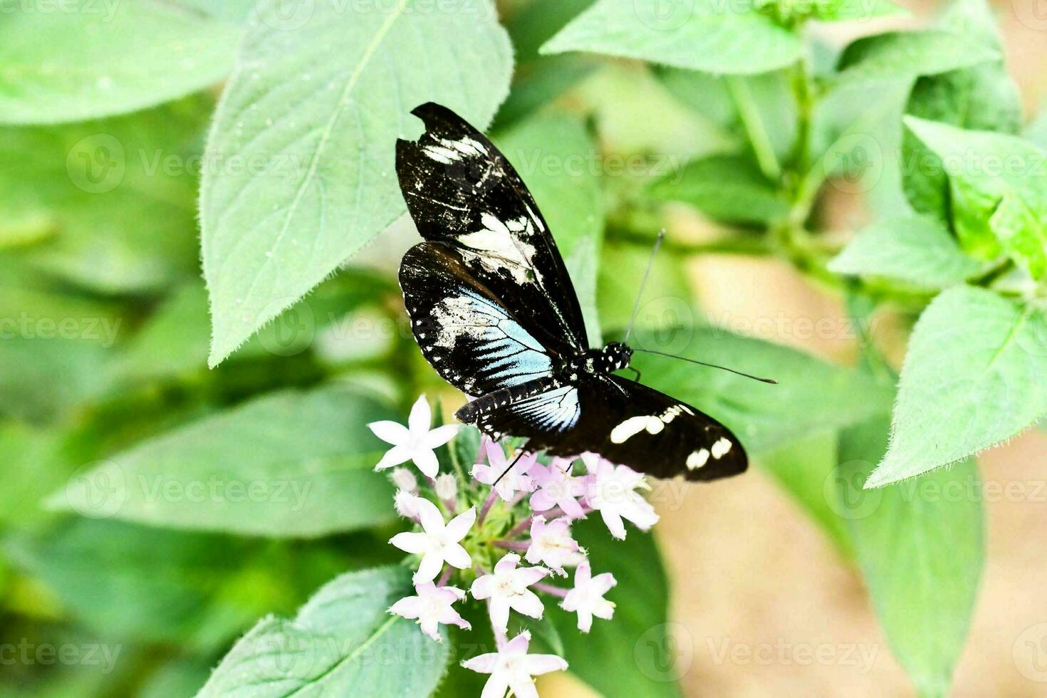 ein schwarz und Weiß Schmetterling auf ein Rosa Blume foto