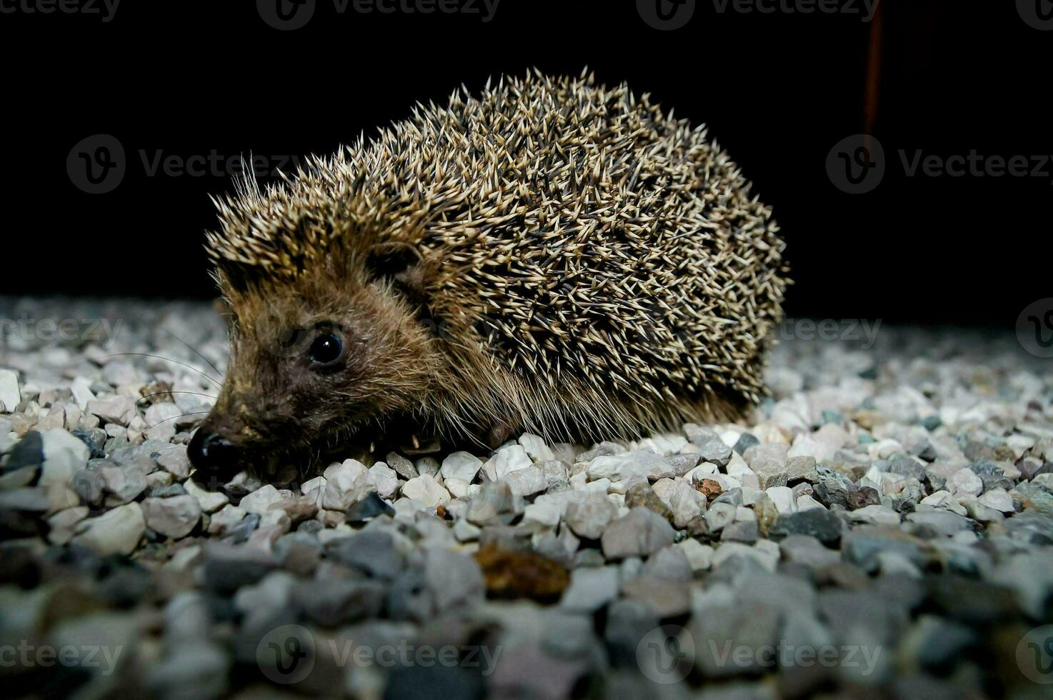 ein Igel ist Gehen auf Kies und Kies foto