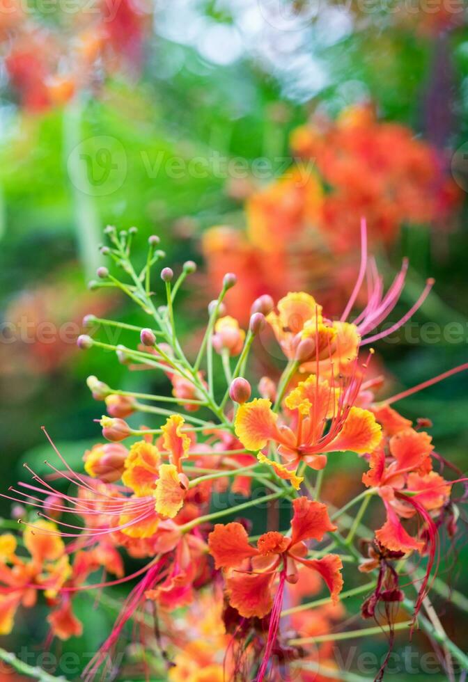 Mexikaner Vogel von Paradies Blume, Pfau Wappen, Caesalpinia Pulcherrima, rot Orange Blume foto