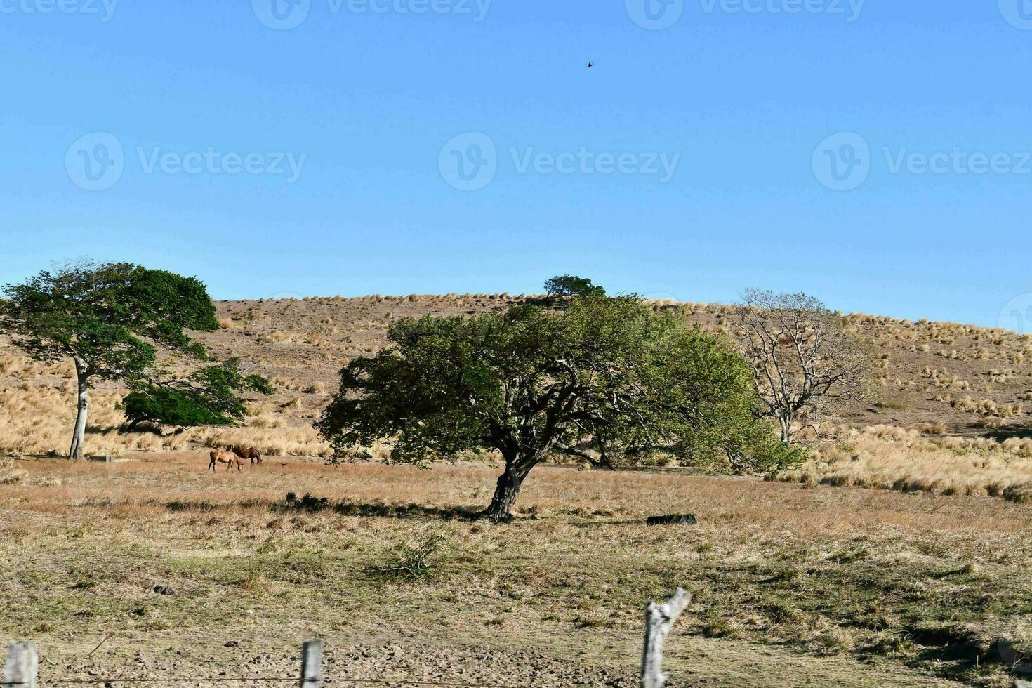 ein Pferd Weiden lassen im ein Feld mit ein Zaun foto