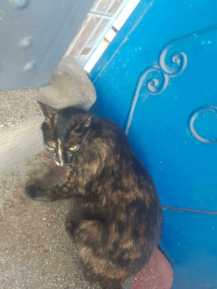 obdachlos Schildpatt Katze auf das Treppe foto