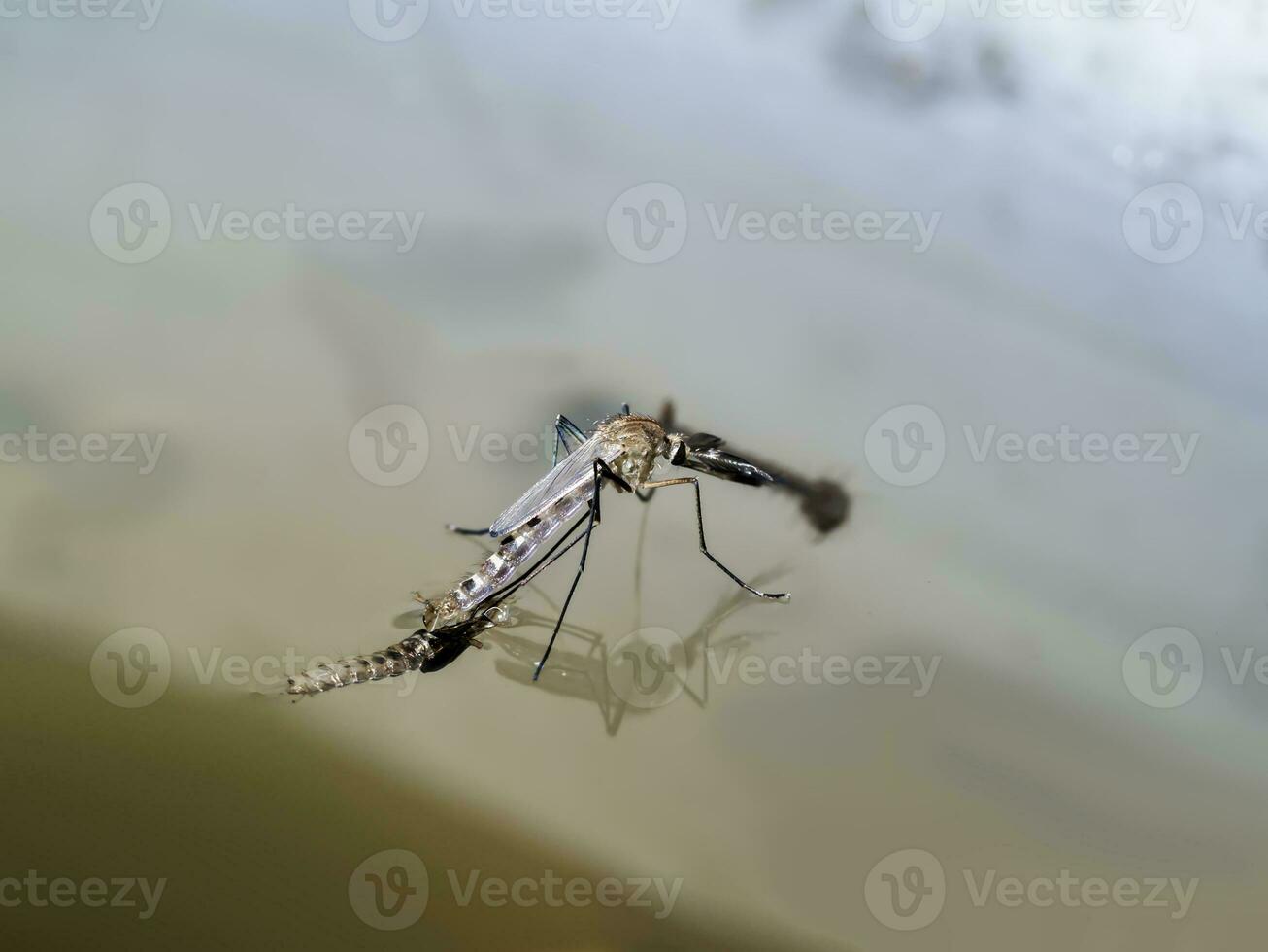 Makro von ein Moskito auf Wasser foto