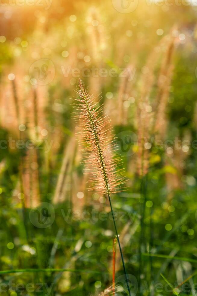 Blume Gras im das Sommer. foto