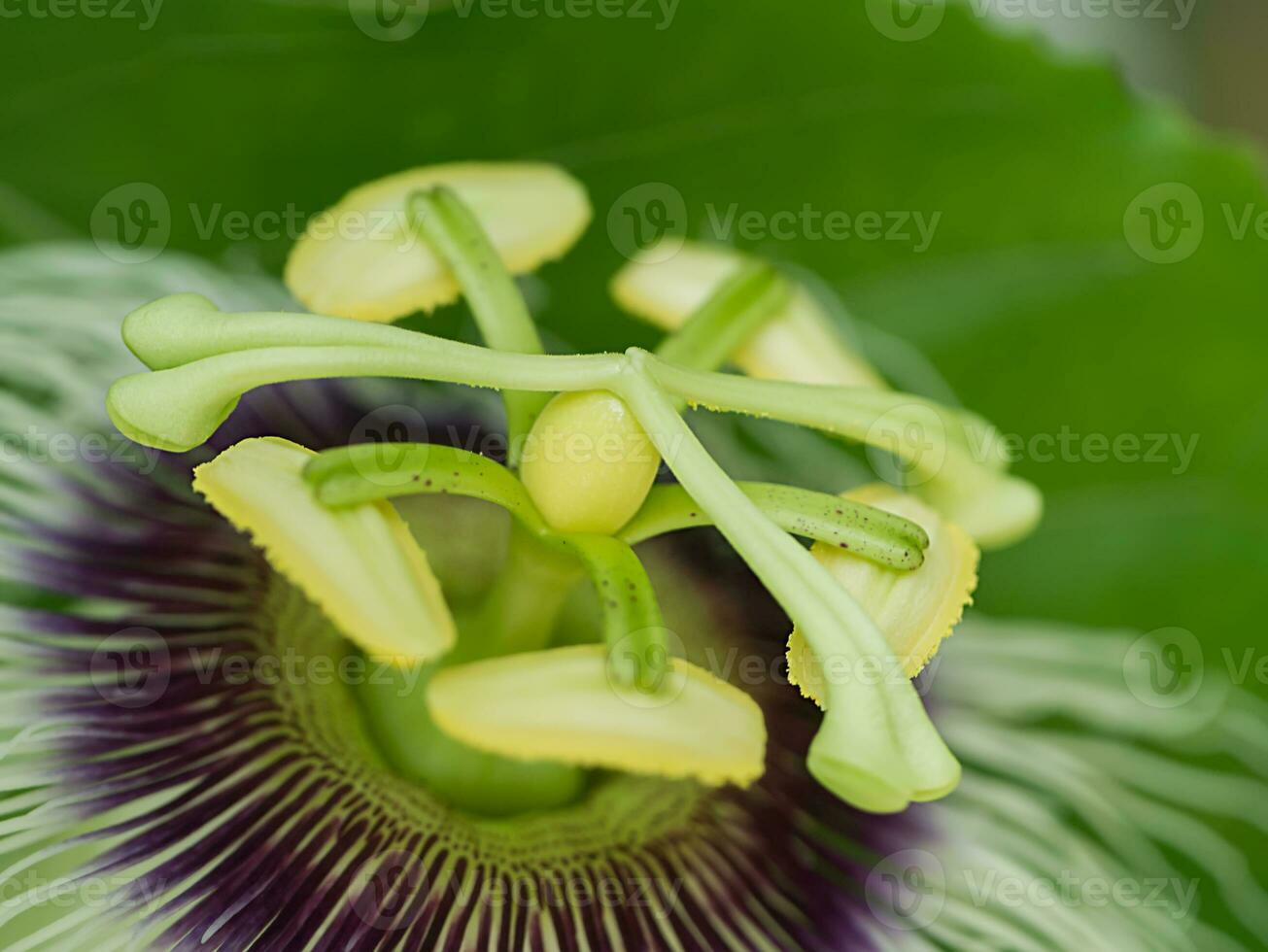 schließen oben von das Leidenschaft Obst Blume. foto