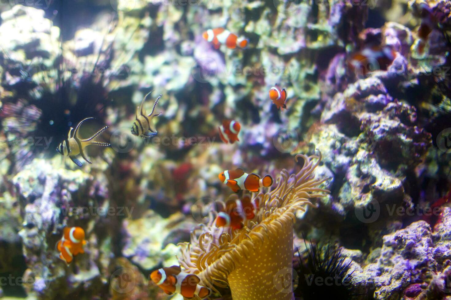 schön unter Wasser Hintergrund mit Korallen und Fisch. mehrfarbig Marine Ozean Pflanzen. exotisch Flora Wasser foto