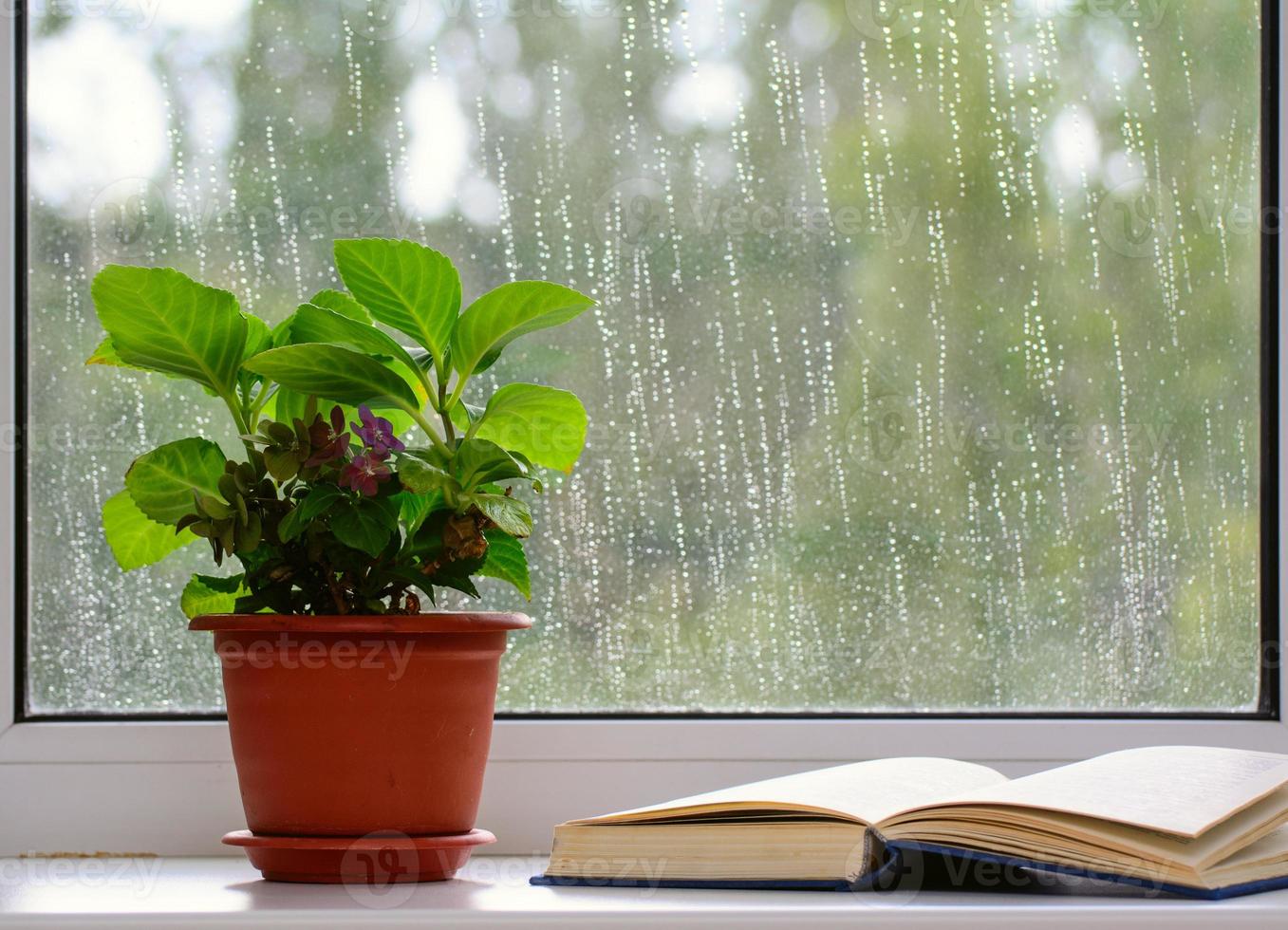 Auf der Fensterbank steht ein Blumentopf. ein offenes Buch liegt in der Nähe. Regentropfen im Fenster. das konzept ist home rest. foto