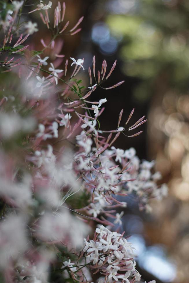 Jasminblüten und -zwiebeln foto