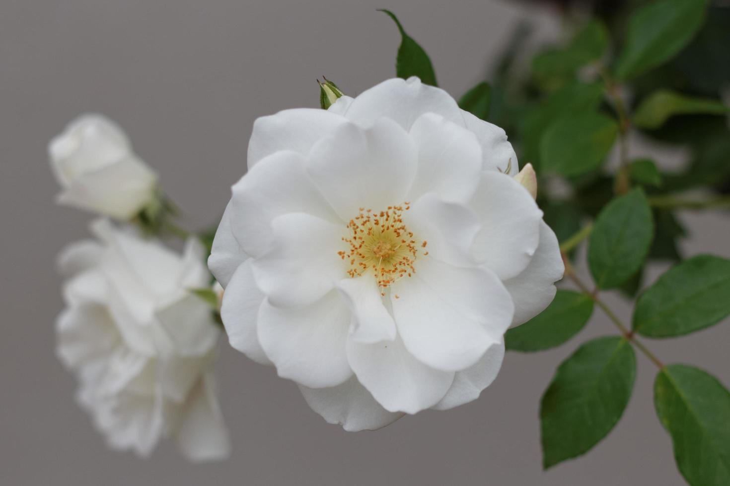 weiße Rosen und Blätter foto