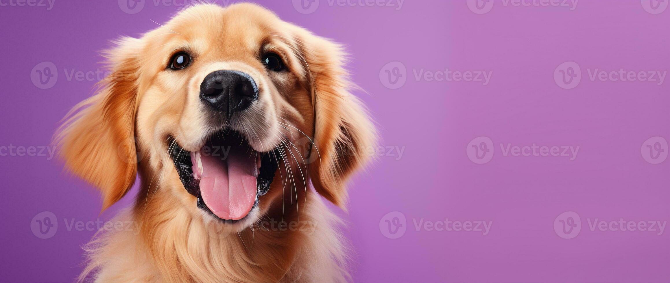 ai generiert ein Nahansicht Porträt von ein golden Retriever Hündchen auf ein lila Hintergrund foto