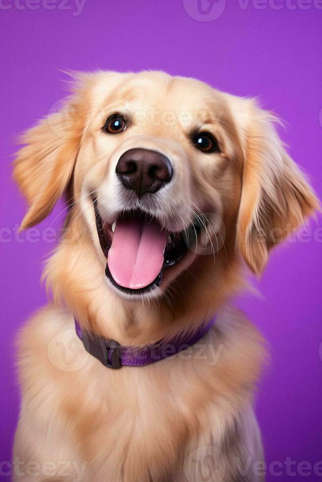 ai generiert ein Nahansicht Porträt von ein golden Retriever Hündchen auf ein lila Hintergrund foto