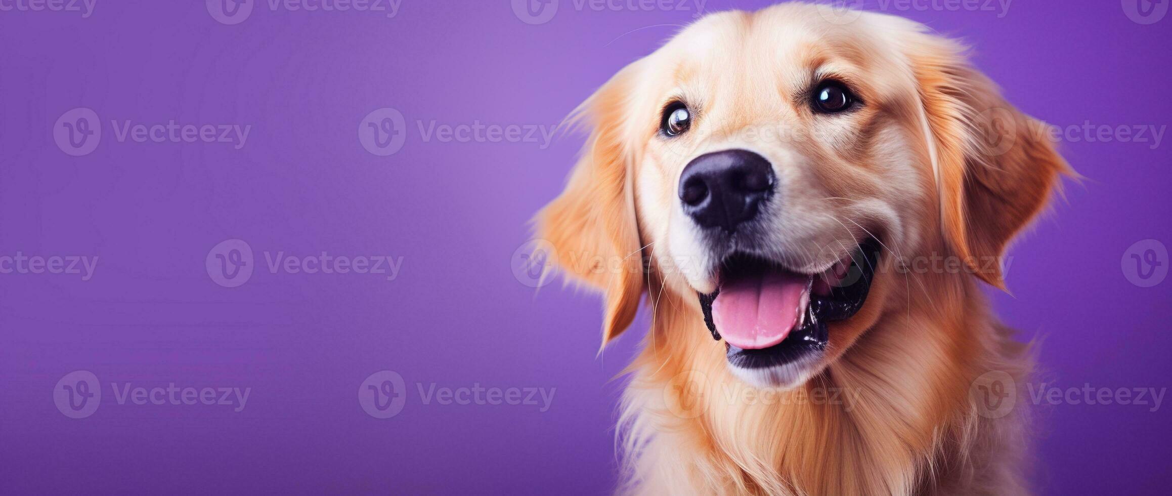 ai generiert ein Nahansicht Porträt von ein golden Retriever Hündchen auf ein lila Hintergrund foto