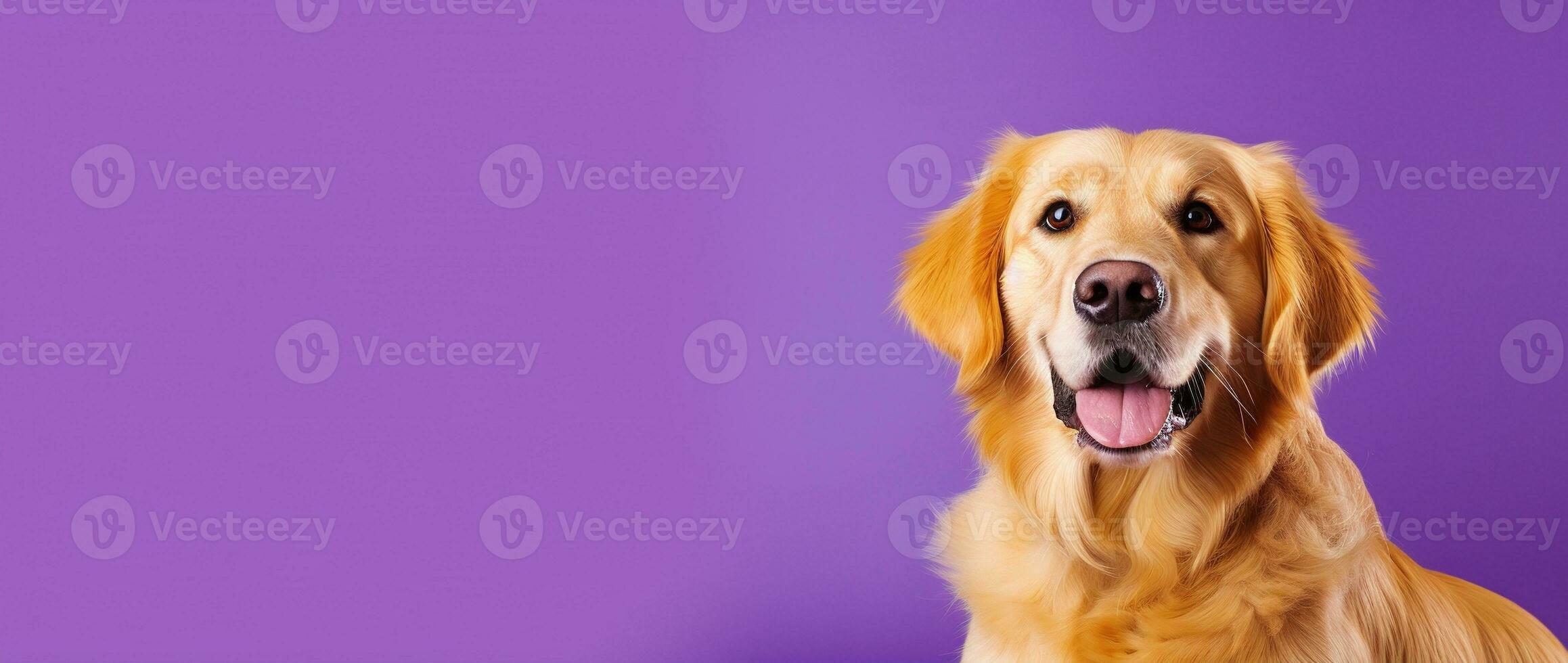 ai generiert ein Nahansicht Porträt von ein golden Retriever Hündchen auf ein lila Hintergrund foto