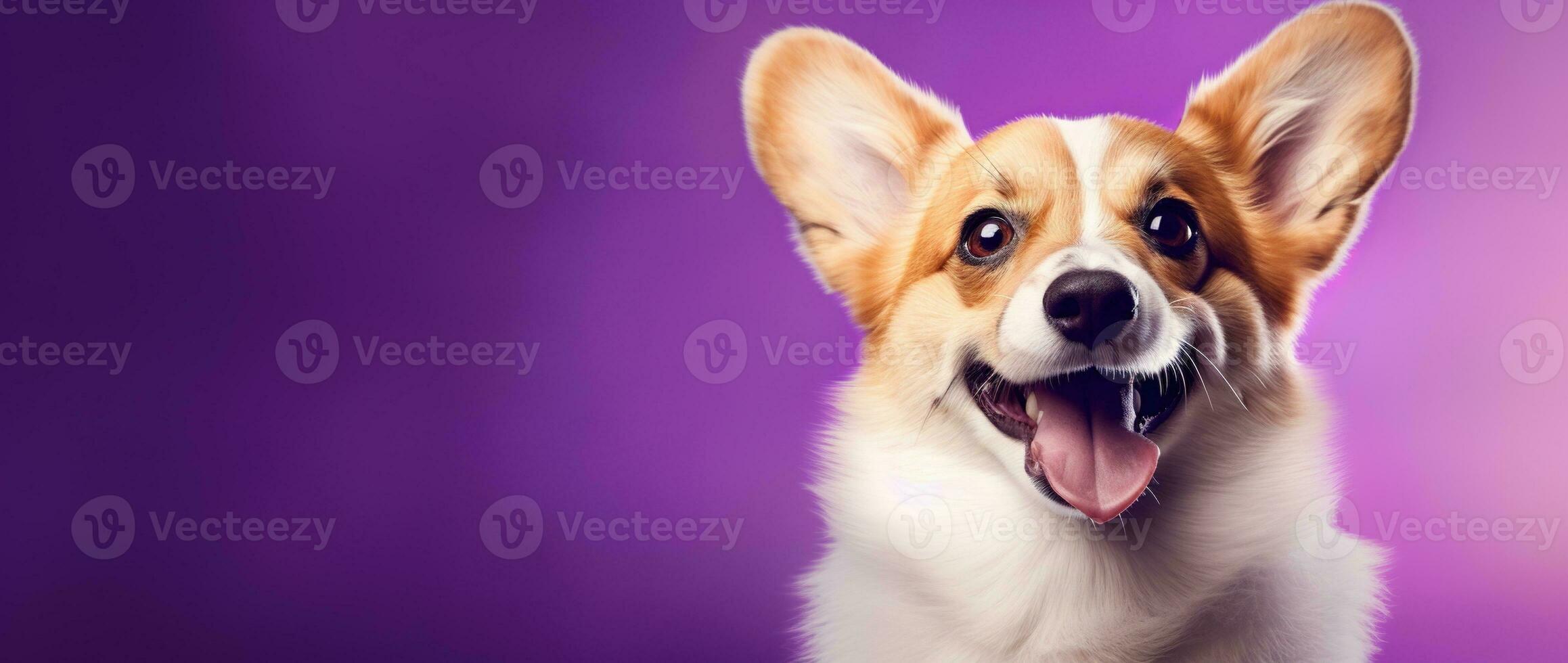 ai generiert süß Walisisch Corgi Hund auf ein lila Hintergrund foto