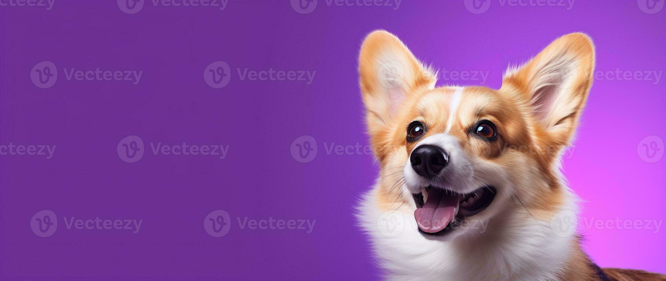 ai generiert süß Walisisch Corgi Hund auf ein lila Hintergrund foto