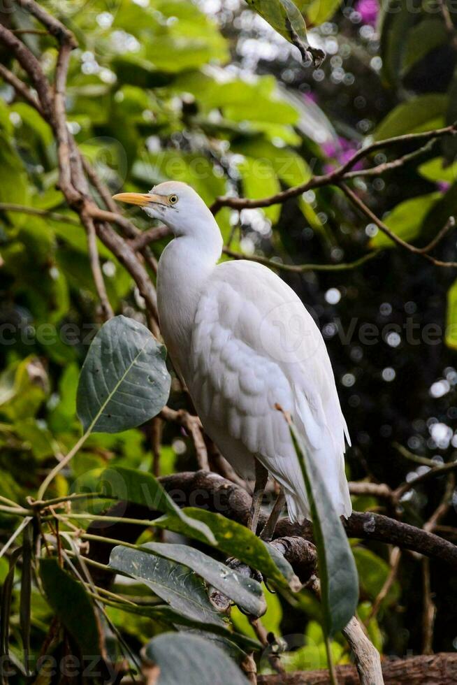 ein Weiß Vogel ist Sitzung auf ein Ast im das Wald foto