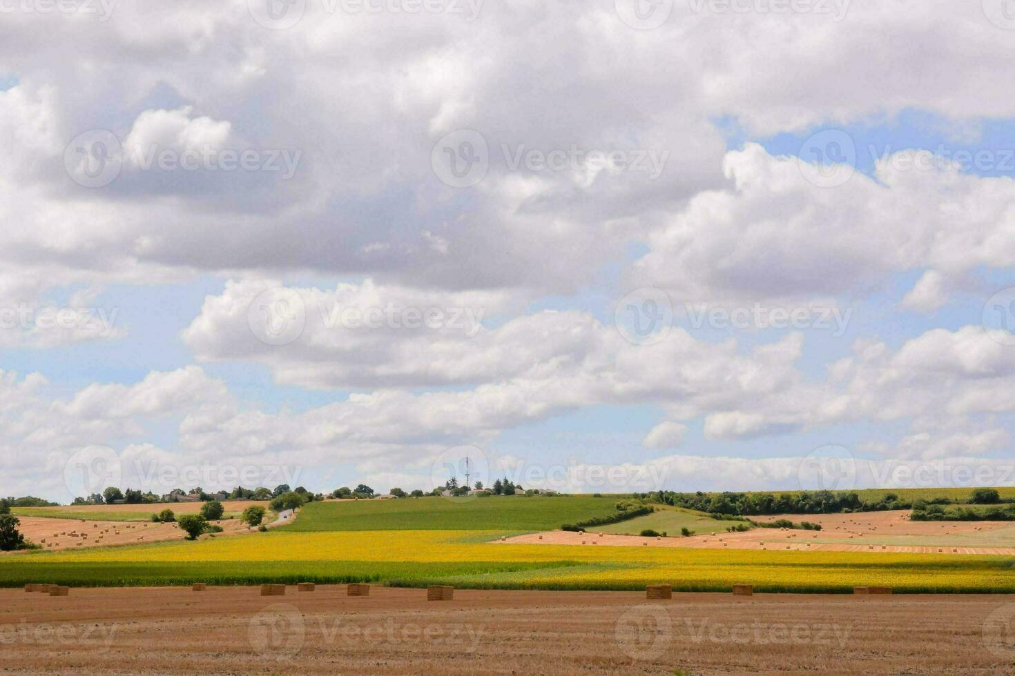 ein Feld mit Gelb und Grün Pflanzen und ein Blau Himmel foto