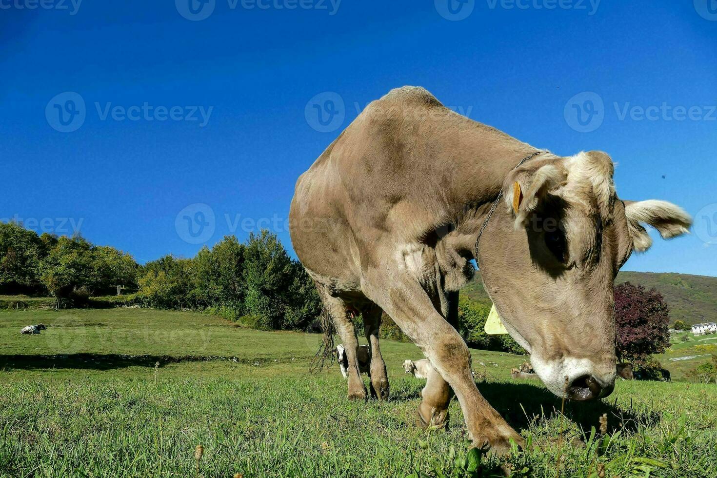 ein Kuh Weiden lassen im ein Feld foto