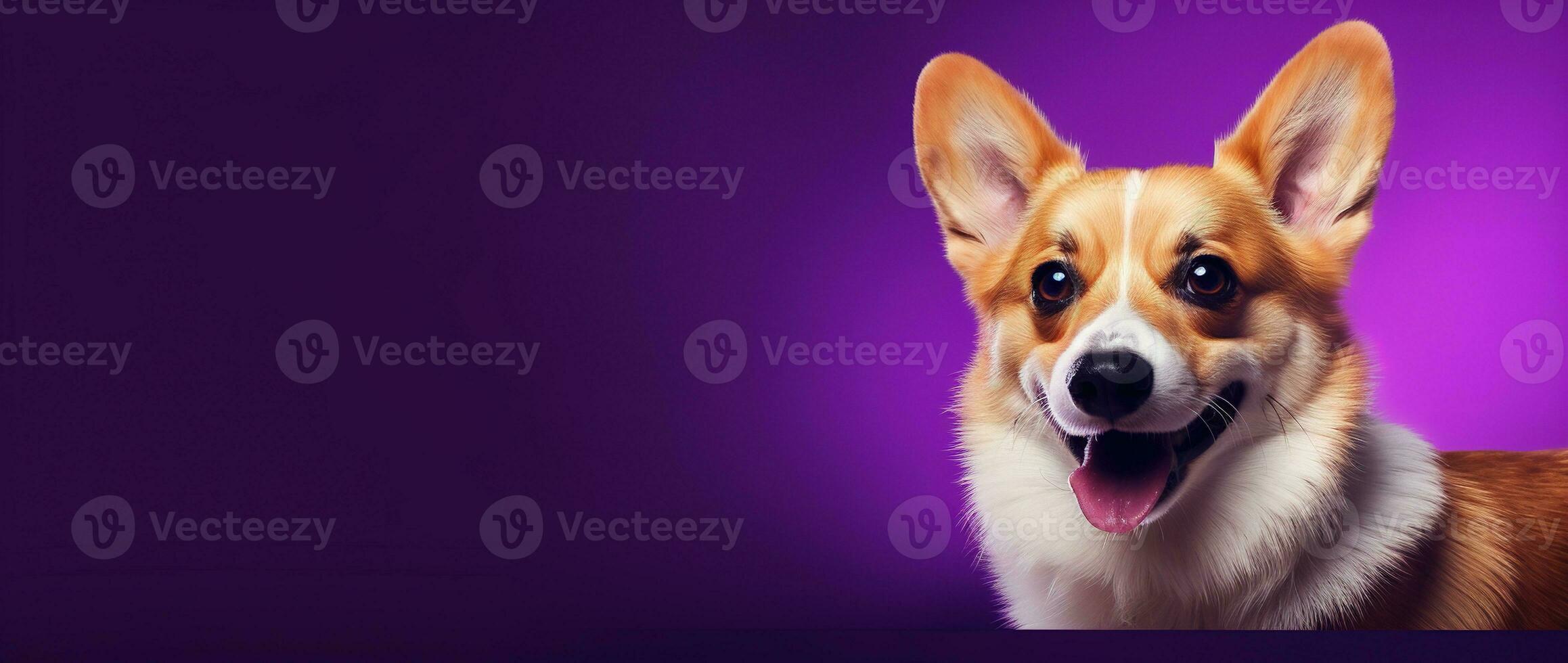 ai generiert süß Walisisch Corgi Hund auf ein lila Hintergrund foto