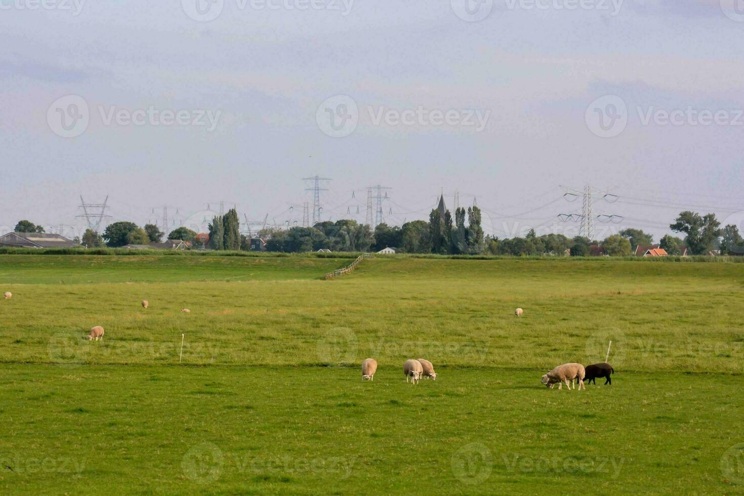 ein Feld mit Schaf Weiden lassen im es foto
