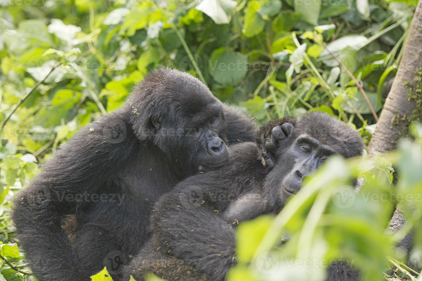 Berggorilla bei der Pflege eines anderen Gorillas foto