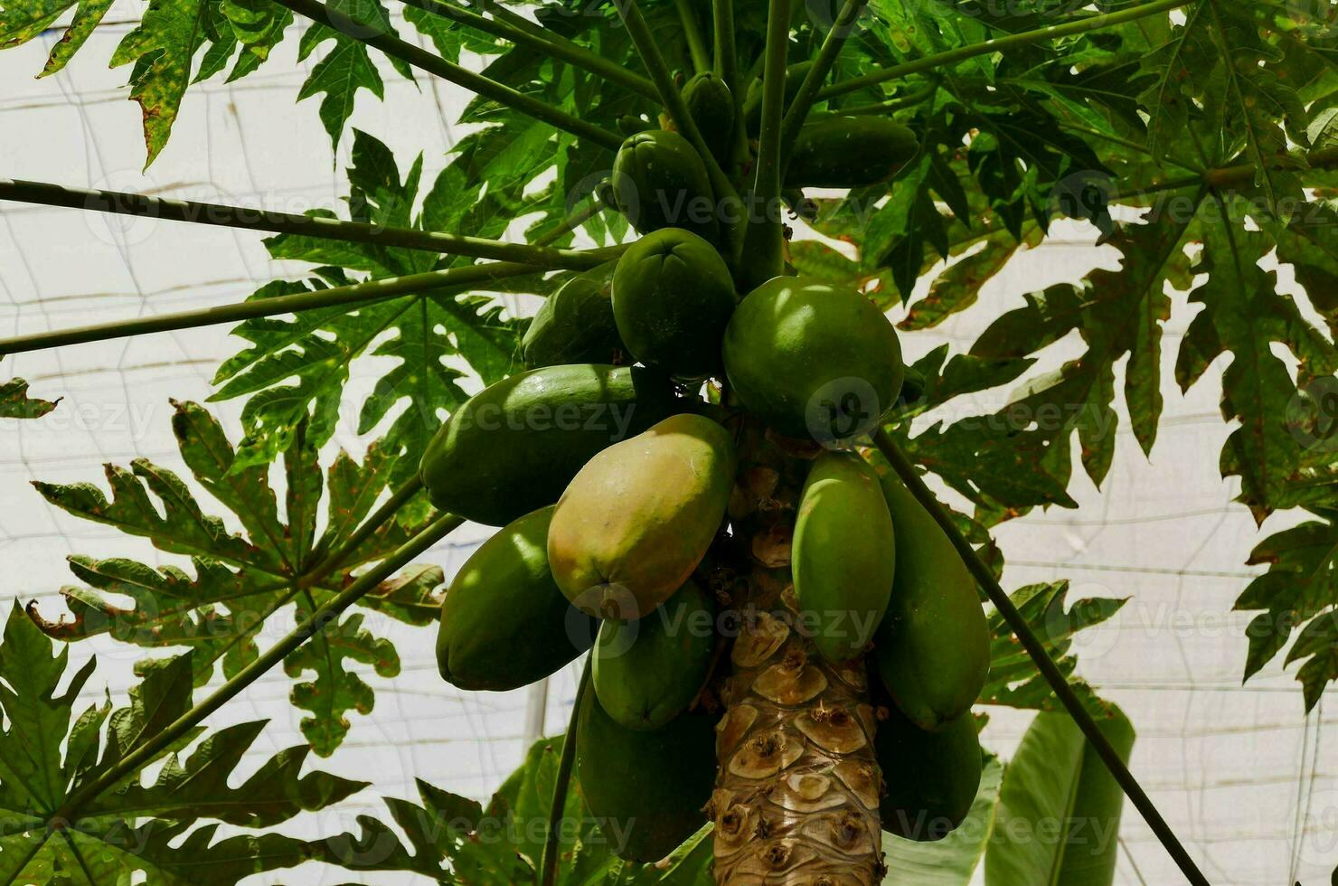 ein Baum mit Grün Papaya Obst foto