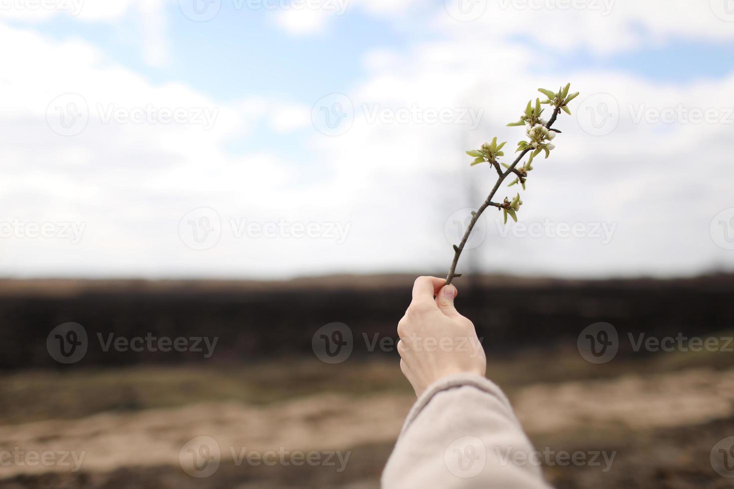 weibliche Hand hält einen grünen Zweig auf einem Hintergrund von verbranntem Gras und Himmel. Verschmutzung und Wiederherstellung der Ökologie foto