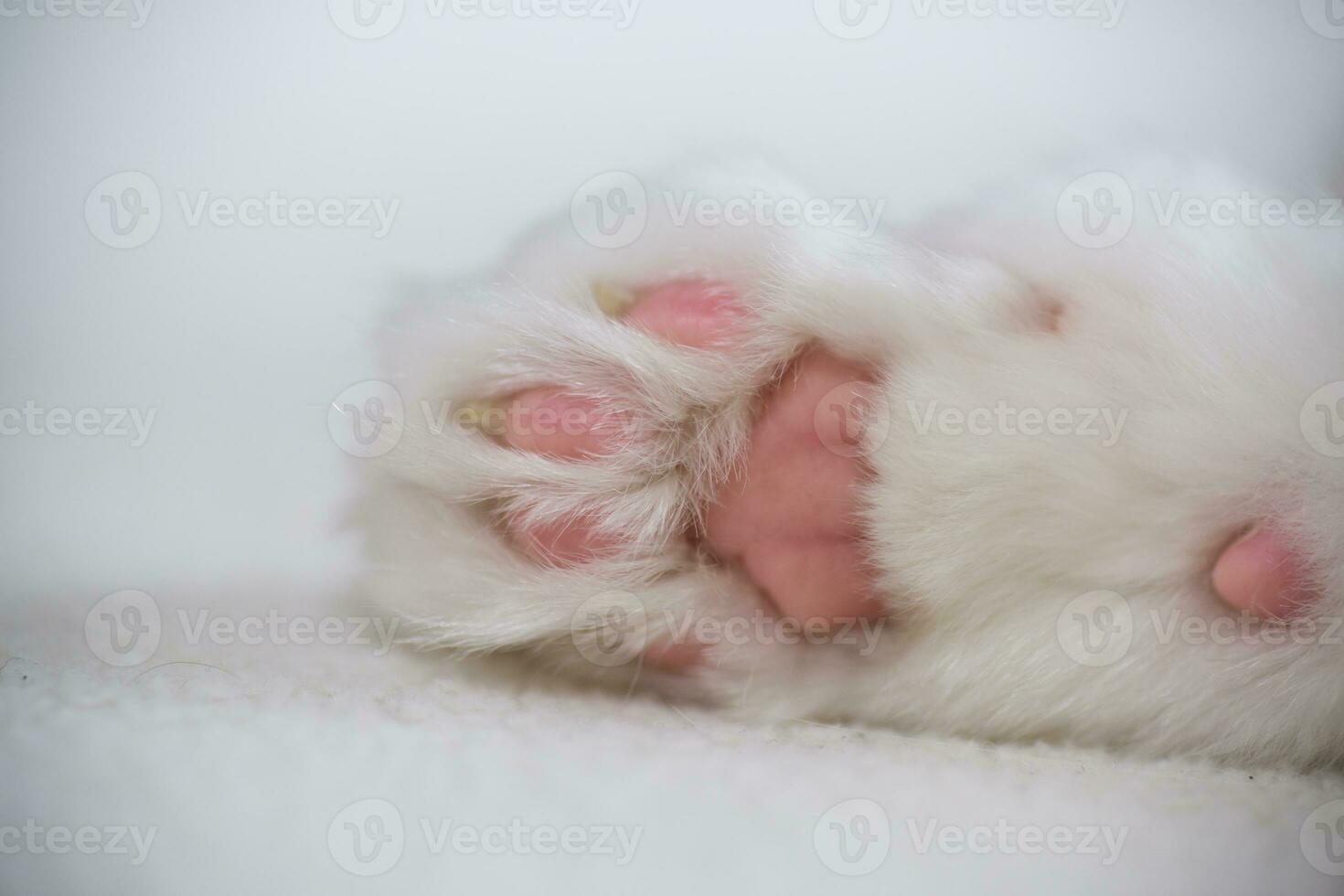 Katze Pfote mit Rosa Pads Nahansicht auf ein Licht Hintergrund foto