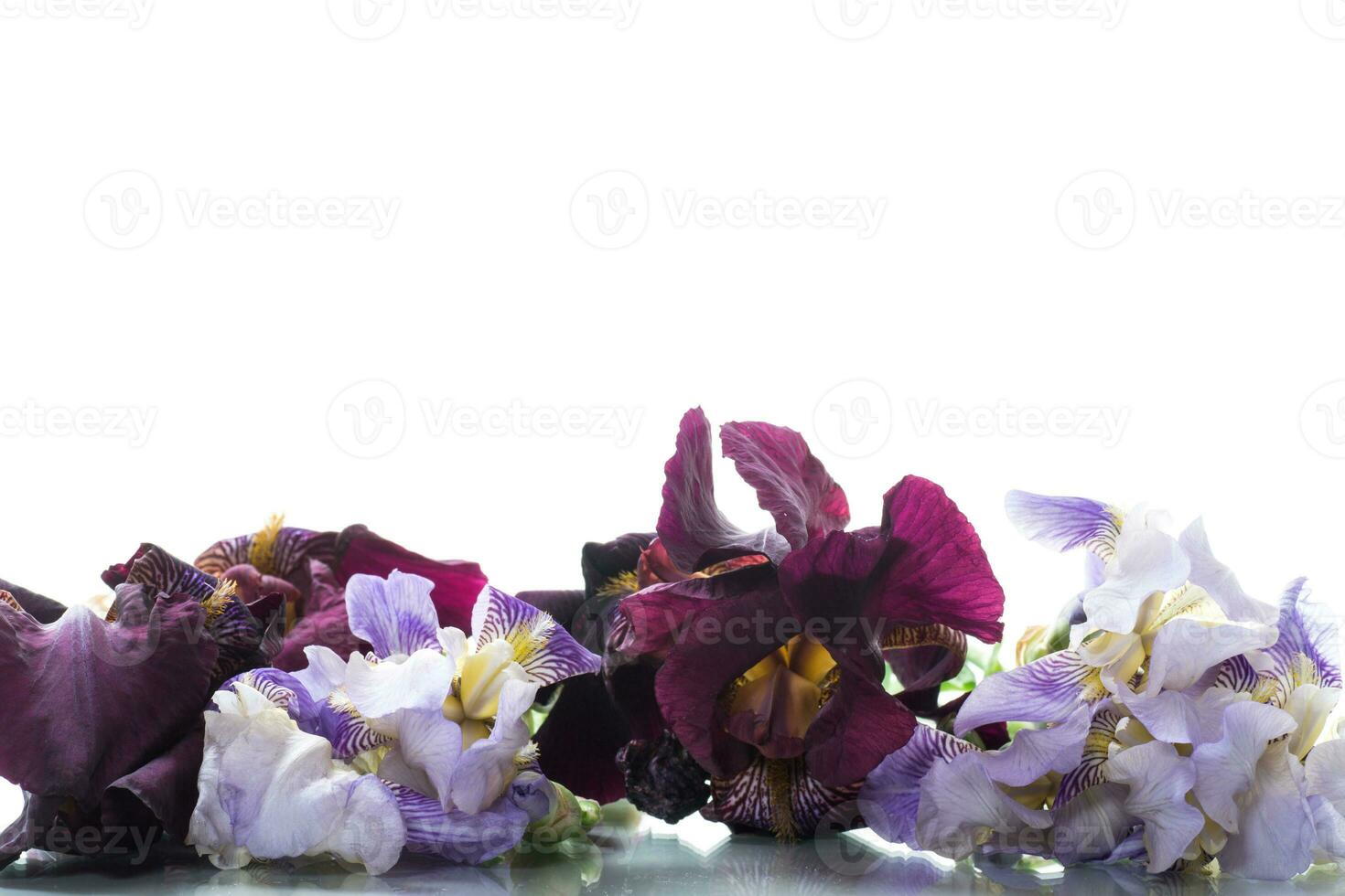 Strauß von schön Blühen Iris Blumen auf Weiß Hintergrund foto