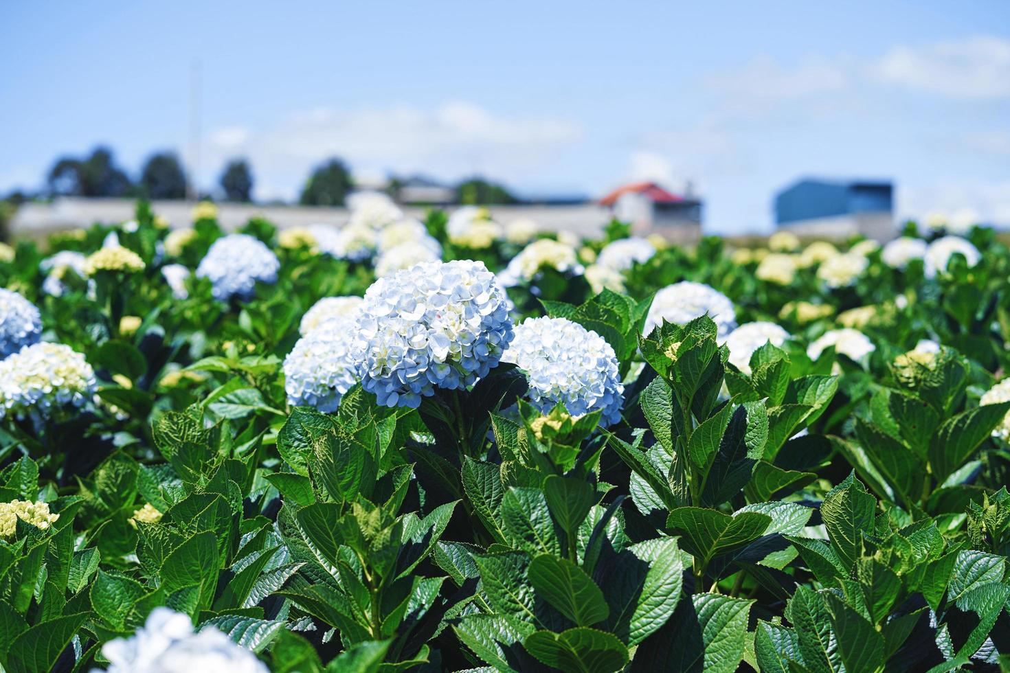 schöne Hortensienblüten, Hortensie Macrophylla blüht im Garten foto