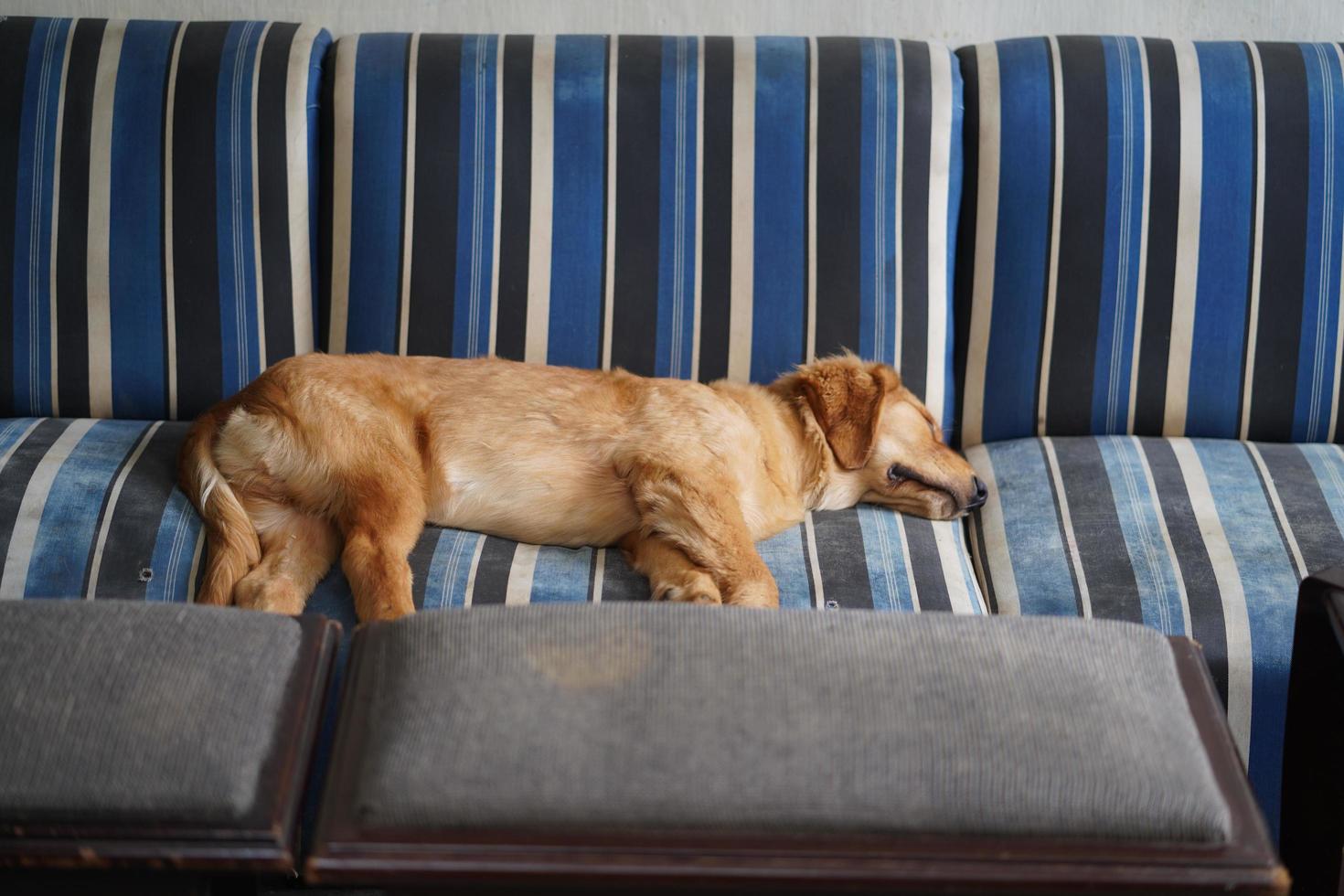 Golden Retriever schläft zu Hause auf einem Sofa foto