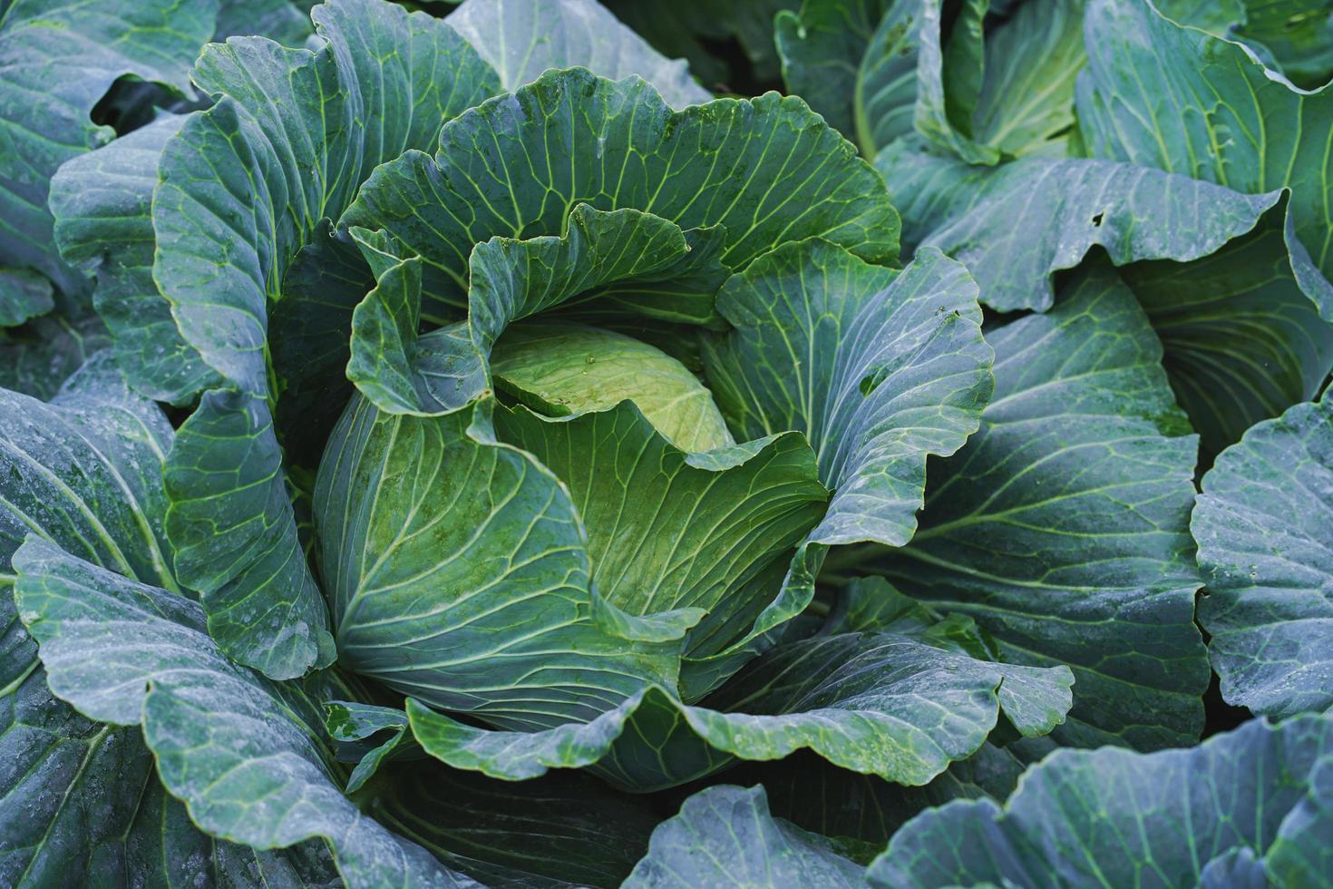 Bio-Kohl-Gemüsefutter im Feldgarten foto