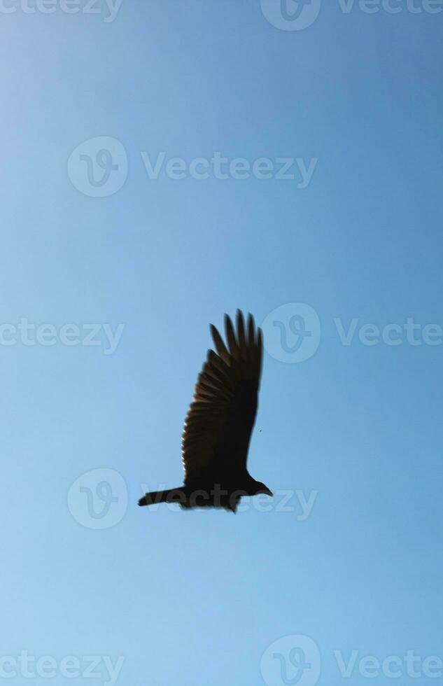 fliegend schwarz Vogel im das Himmel foto