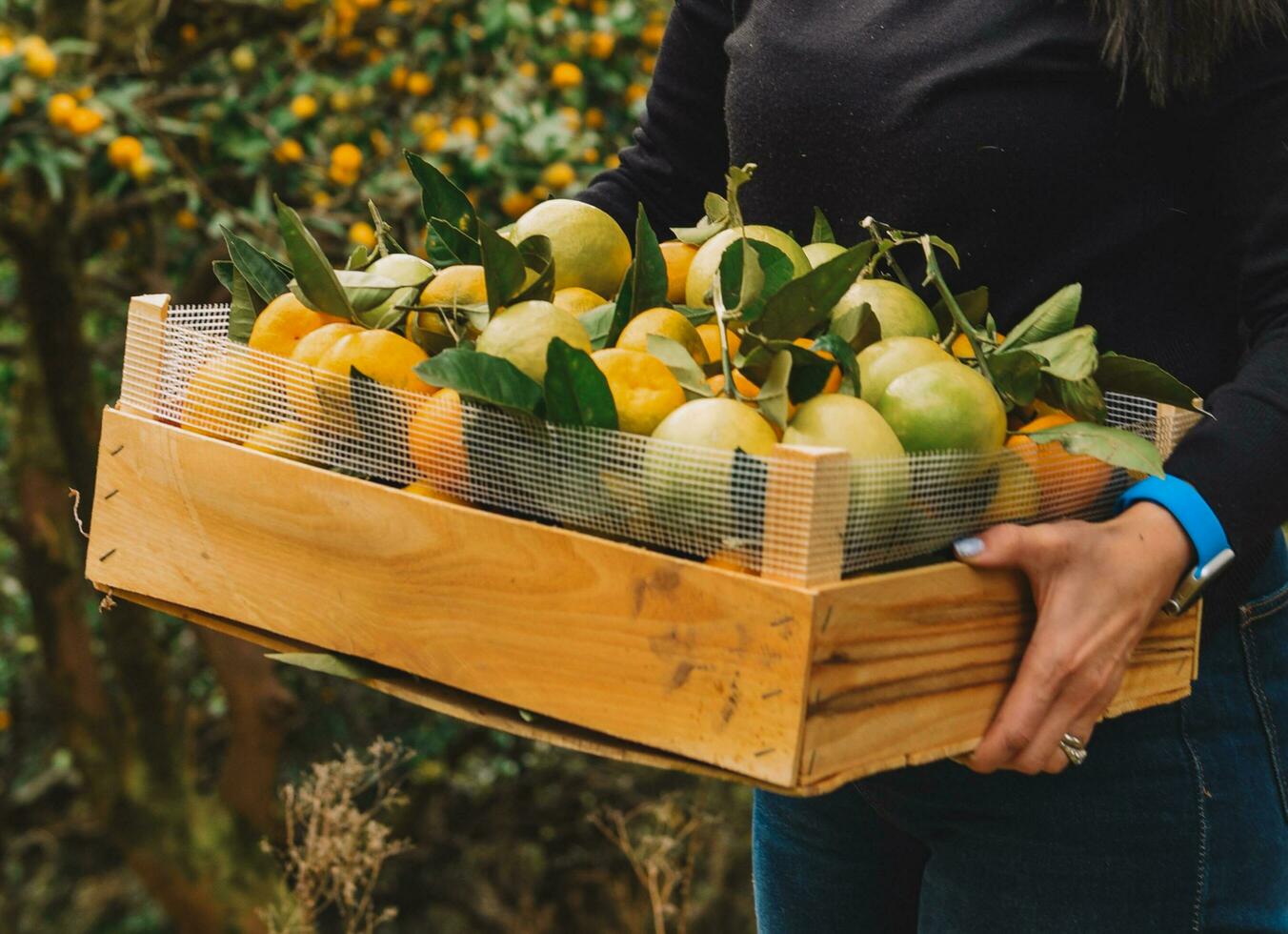 Mandarine pflücken im das Garten zum Hintergrund foto