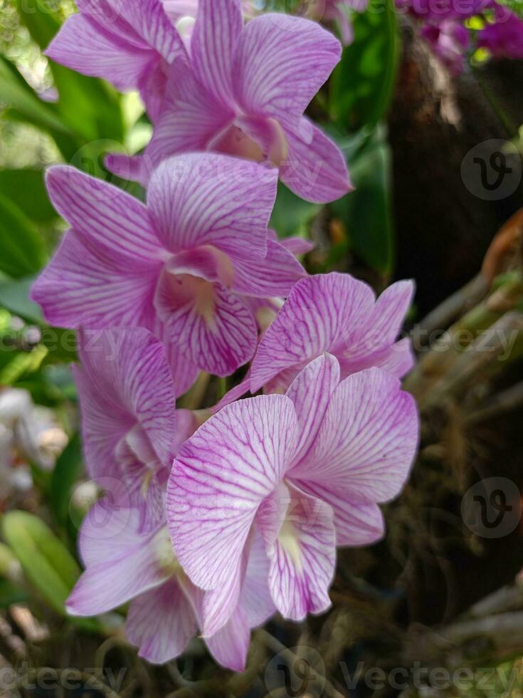 Rosa Orchideen blühen schön im Suan luang Rama ix. foto