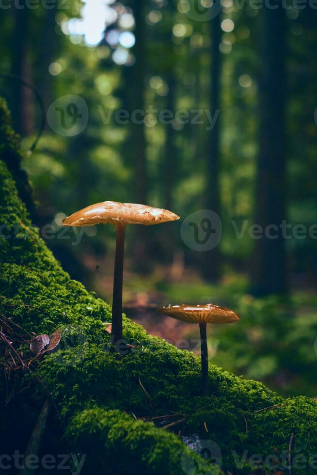 Pilz wachsend auf moosig Baum Wurzel foto