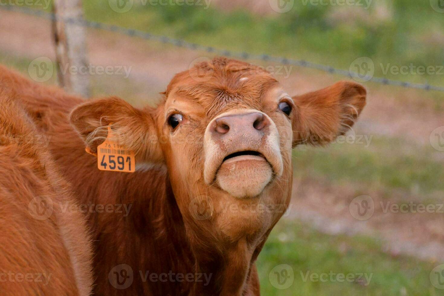 ein Kuh mit ein Etikett auf es ist Ohr foto