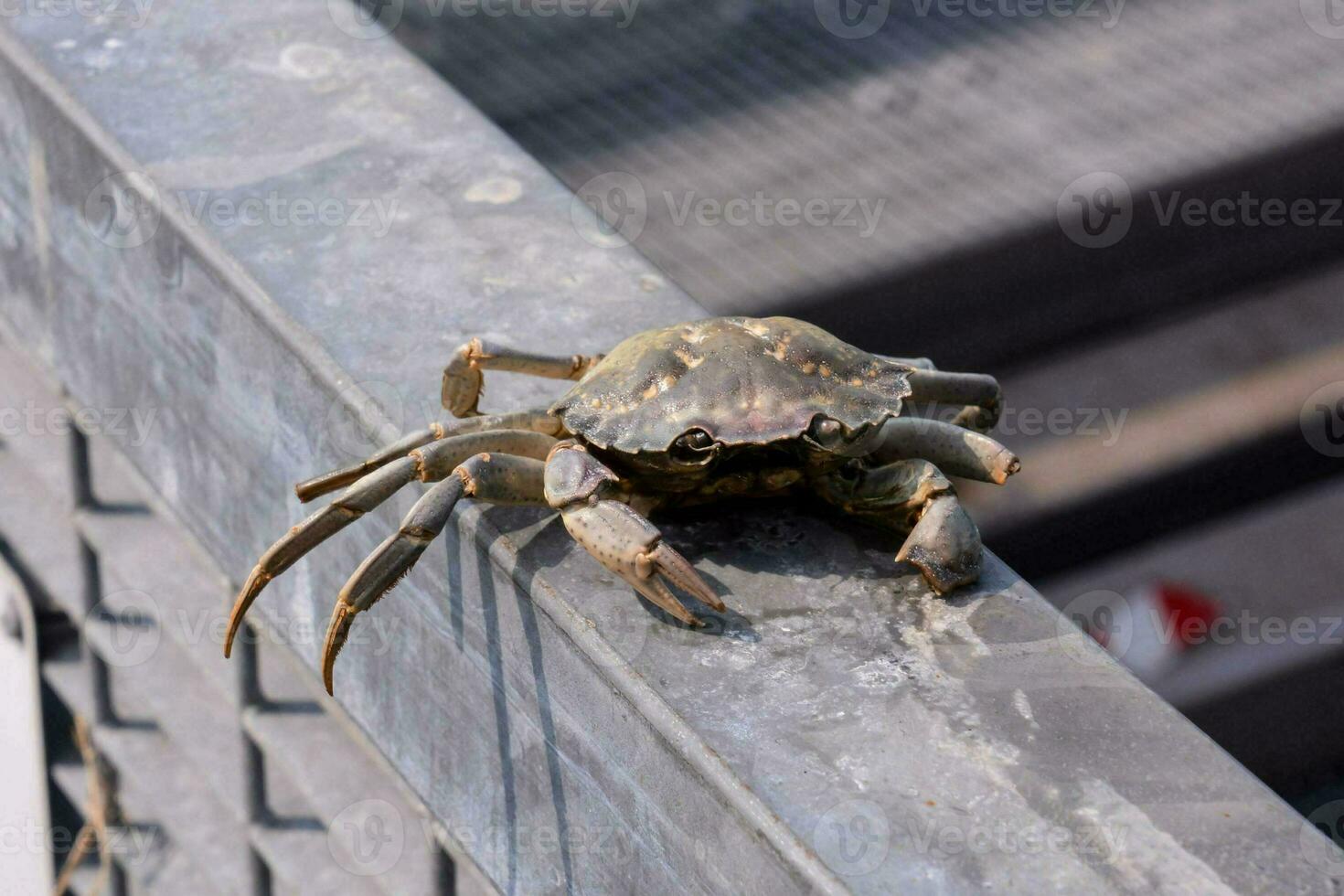 ein Krabbe ist Sitzung auf das Kante von ein Metall Geländer foto