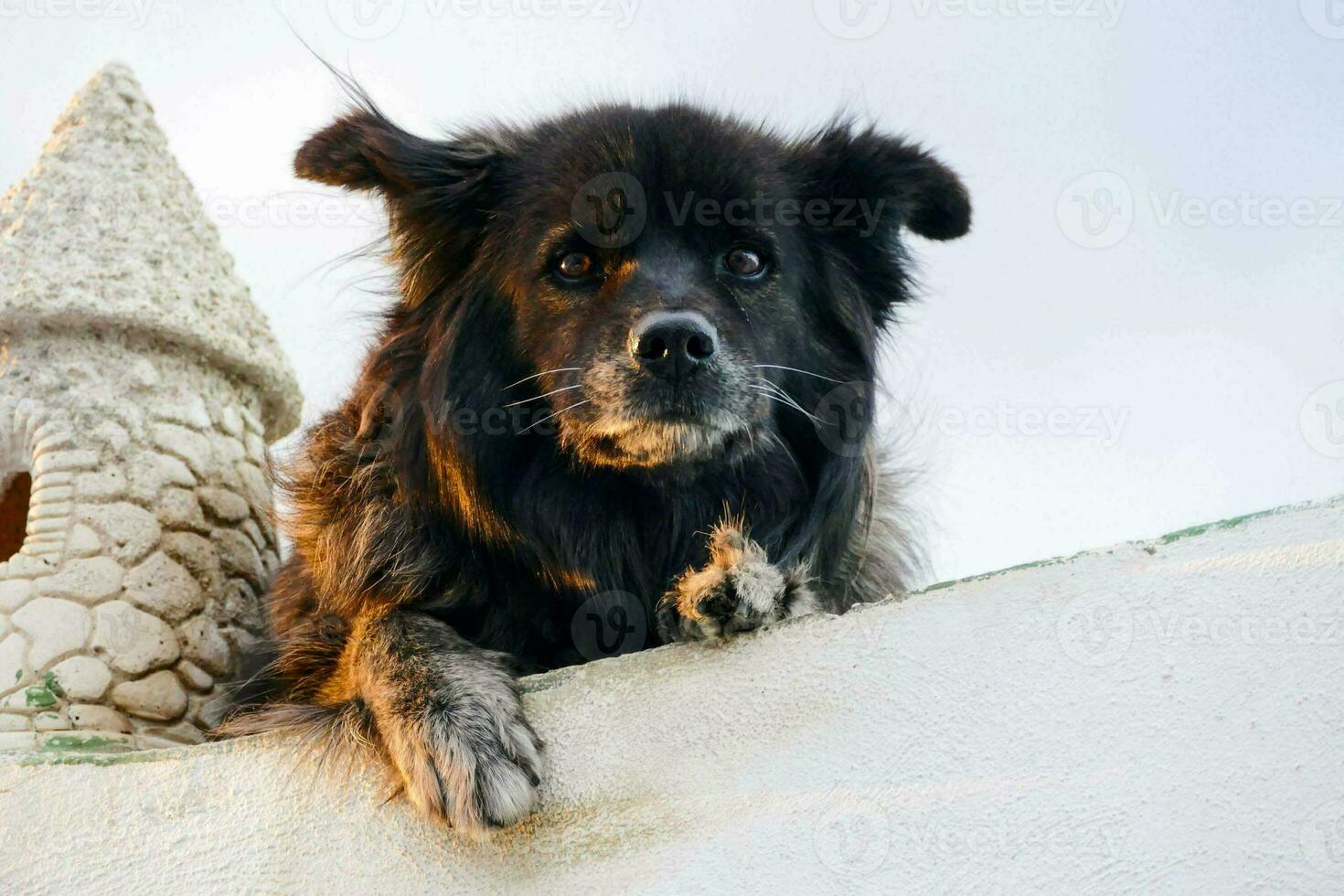 ein Hund ist Sitzung auf oben von ein Mauer foto